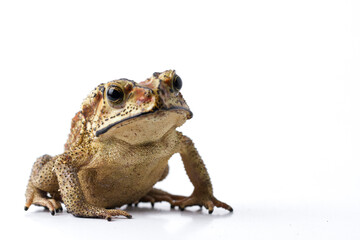 Wall Mural - asian common toad ( duttaphrynus melanostictus ) isolated on white background