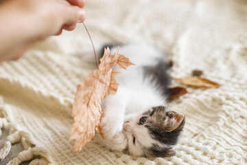 Wall Mural - Adorable kitten playing with autumn leaves on soft blanket. Hand holding fall leaf and playing with cute white and grey kitty on bed in room. Autumn cozy mood.