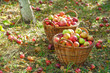 Apples in the garden
