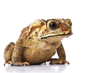 Wall Mural - asian common toad ( duttaphrynus melanostictus ) isolated on white background