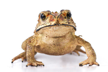 Wall Mural - asian common toad ( duttaphrynus melanostictus ) isolated on white background