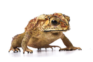 Wall Mural - asian common toad ( duttaphrynus melanostictus ) isolated on white background