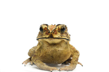 Wall Mural - asian common toad ( duttaphrynus melanostictus ) isolated on white background