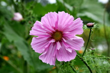 Beautiful Cosmos Flower (Cosmos Bipinnatus) With Blurred Background