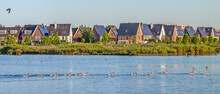 Grey Lag Geese (Anser Anser) Swim Along The Reed Covered Shores Of A Modern Residential Area In Oegstgeest, The Netherlands. 