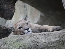 Lion Cub Sleeping