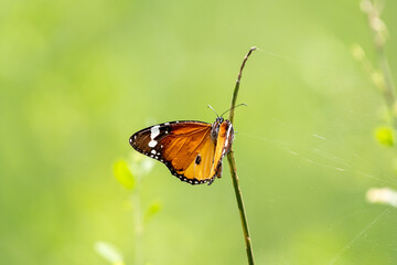 Wall Mural - Plain tiger butterfly 