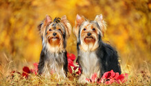Two Yorkshire Terriers Sitting Against Autumn Background