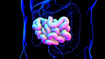 Wall Mural - Small Intestine 3D Illustration Human Digestive System Anatomy