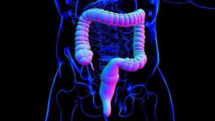 Wall Mural - Large Intestine 3D Illustration Human Digestive System Anatomy