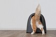 Funny tabby cat step inside a closed litter box. Horizontal image with copy space.