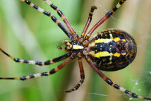 Female Wasp Spider In Macro
