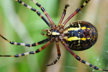female wasp spider in macro