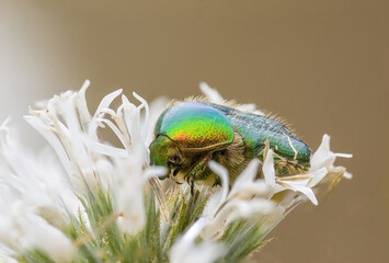 a Small beetle insect on a plant in the meadow