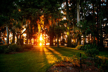 A Spanish Moss Sunset