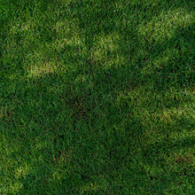 A Tree Shaded Patch Of Mowed Dwarf St Augustine Grass Lawn Dotted With A Few Spots Of Sun Coming Through The Canopy