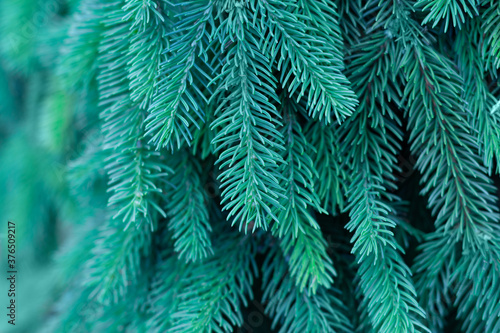 Green evergreen background.