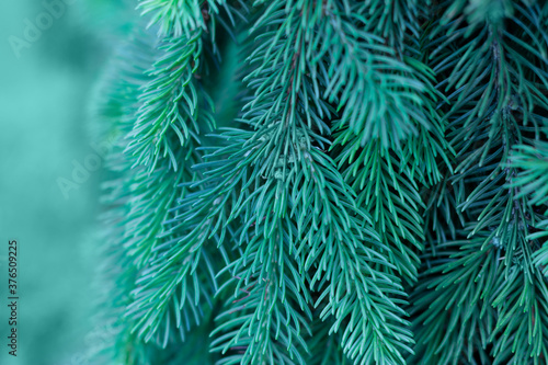 Green evergreen background.