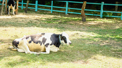 Wall Mural - Herd of large white cows, Impala, horned animal, cloven-hoofed animal, mammals, ruminant, beautiful cow, horned cow, milk, cheese, wild cow, herd animal, domestic cow, nurse, vitamin, Eco products