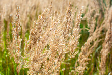 Autumn Dry Grass Velvet (Holcus Lanatus). Yorkshire Fog Field Grass In Sunshine.