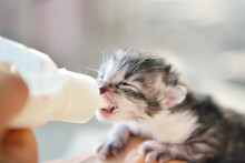 Woman Feeding Newborn Kitten With Bottle Of Milk Over White Background