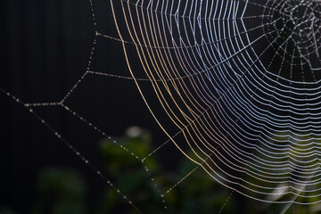 Wall Mural - The web is woven by a spider. From the fog and light rain the cobweb is wet. Selective focus. Dark background