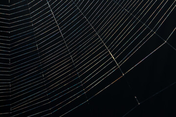 Wall Mural - The web is woven by a spider. Dark abstract background. Selective focus