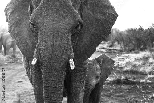 Cuadros en Lienzo Mother Elephant tends to her young Calf in the Madikwe Game Reserve of South Afr