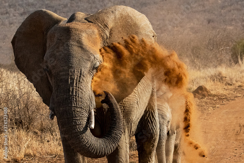 Fotomural Mother Elephant tends to her young Calf in the Madikwe Game Reserve of South Afr