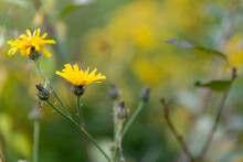 Yellow Cat's-ear Flower (Hypochaeris Radicata), Also Known As Flatweed Or False Dandelion. Soft Focus. Copy Space For Your Text. Summer Background Theme.