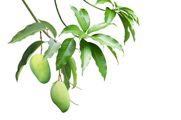 Wall Mural - Green Mango Fruit with Branches and Leaves Isolated on White Background