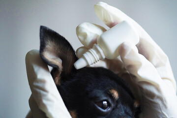 Close-up,veterinarian in white medical gloves dripping drops ear to the small black toy terrier dog in clinic