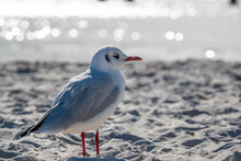  Small Seagull Stands In The White Beach Sand Of The Baltic Sea