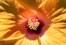 A Orange Flower Hibiscus Rosa-sinensis, Close Up. A Pistil Of Hibiscus Rosa Sinensis, Macro View.