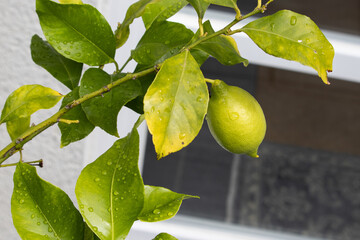 Poster - Closeup shot of a bright green unripe lemon growing on a branch