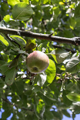 Poster - Vertical closeup shot of a red green apple growing on a tree