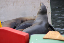 A Group Of Seals Sleep On The Back Of A Boat