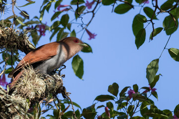 
Birds in my backyard