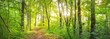 © Aastels - Footpath in a green deciduous forest on a sunny day. Idyllic summer rural scene. Environmental conservation in Europe. Travel destinations, eco tourism, recreation, walking, cycling. Panoramic view