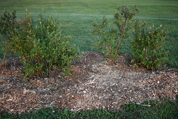 Canvas Print - Plants with Mulch Bedding