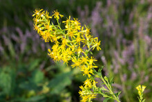 Solidago Virgaurea, European Goldenrod Yellow Flower