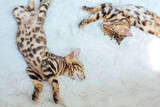 Fototapeta Koty - Two Bengal cats laying on the white background.