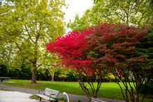 Red Tree On The Park 