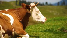 Brown White Spotted And Relaxed Cow Eats Grass. Head-body Close-up. Cow On A Green Meadow.