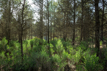 Mediterranean pine forest in the Murcia region. Spain