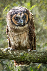 Poster - A full length portrait of an Asian brown wood owl Strix leptogrammica. It is perched on a branch with its eyes wide open 