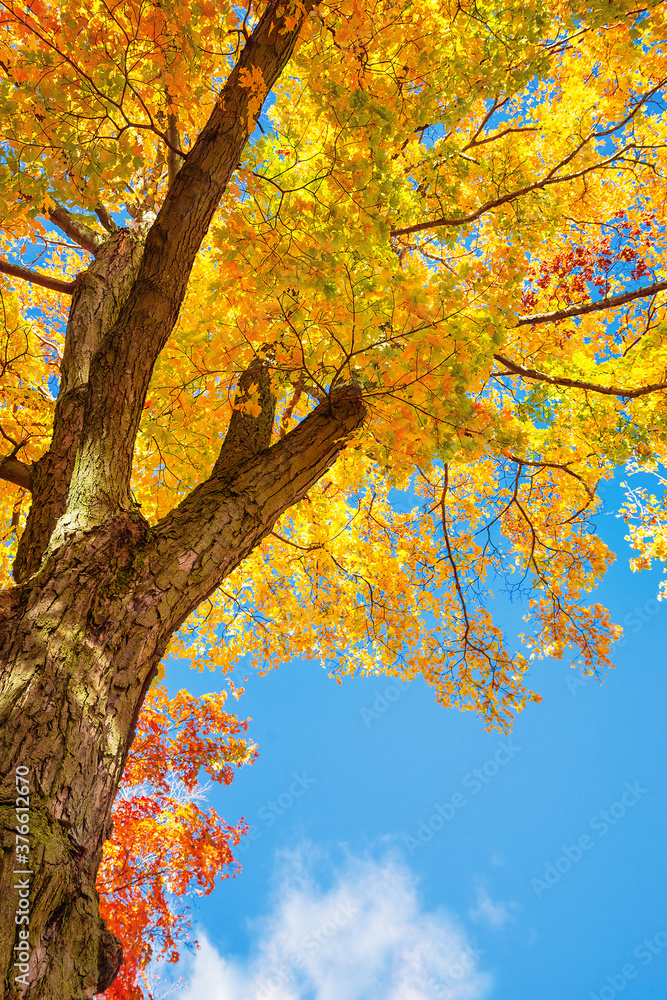 Upward view of a maple tree with bright golden autumn foliage leaves ...