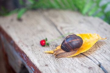 Big snail on the tree. Burgudian, grape or Roman edible snail from the Helicidae family.