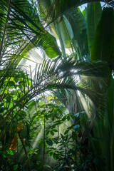 Jungle rainforest background