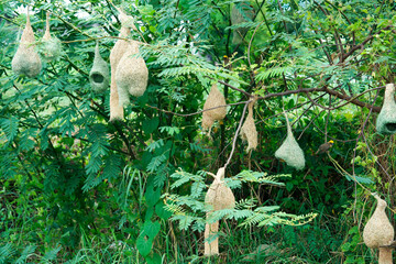 bird nests in green trees